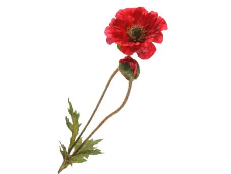 Mohn Papaver 2fach L67cm