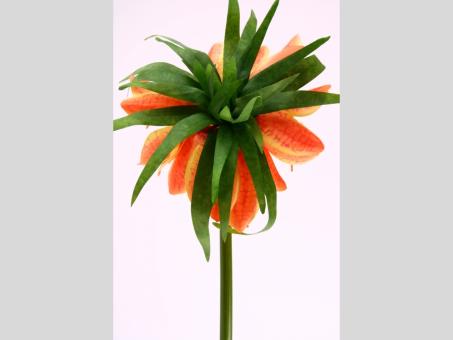Kaiserkrone L55cm
!! Aktionsartikel- Kein Umtausch / Rückgabe möglich !! L55cm