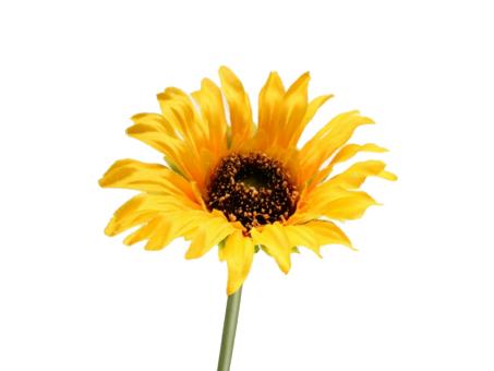Sonnenblume mini x1   D5 L25cm