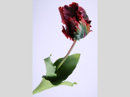 Tulpe Papagei Rembrand geschlossen coated
!! Aktionsartikel- Kein Umtausch / Rückgabe möglich !! L65cm