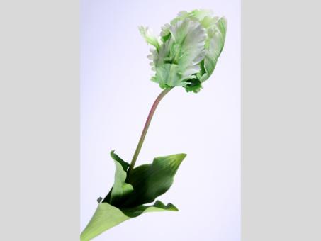 Tulpe Papagei Rembrand geschlossen coated
!! Aktionsartikel- Kein Umtausch / Rückgabe möglich !! L65cm