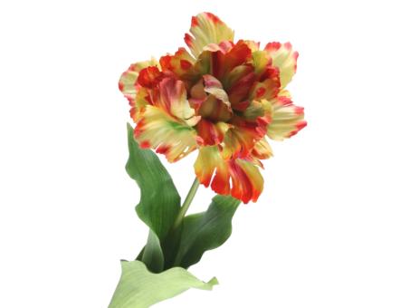 Tulpe Papagei Rembrandt offen coated  L63cm