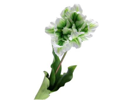 Tulpe Papagei Rembrandt offen coated
!! Aktionsartikel- Kein Umtausch / Rückgabe möglich !! L63cm