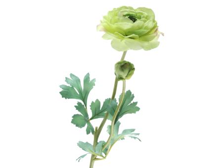Ranunkel extra Waterstem   D11 L62cm