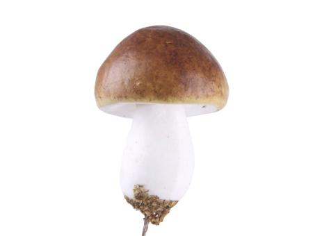Pilz a Draht D3,8 H5,3 L13cm