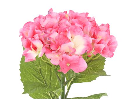 Hortensie x1 softcolor pink   D16 L42cm