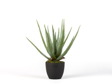 Pflanze Aloe Deko i Topf 