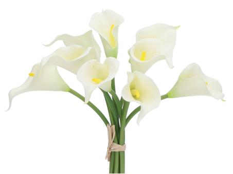 Calla mini coated Bündel 9St D5 L33cm