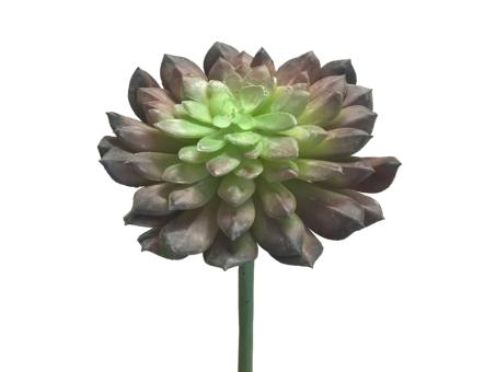 Succulente Echeveria  D15 L22cm