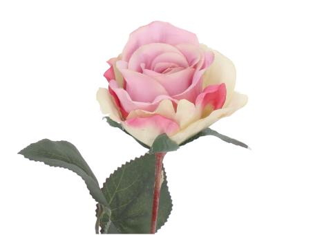 Rose Beauty Promo D5,5 L44cm