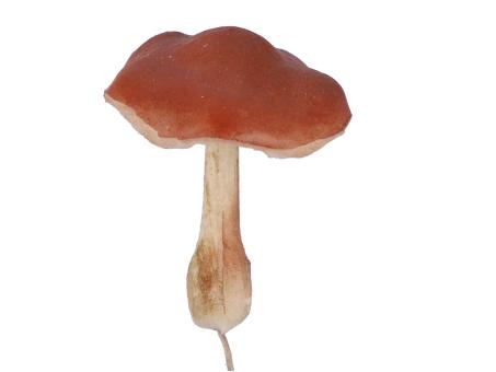 Pilz mini softfoam a Draht   D4 H5 L12cm