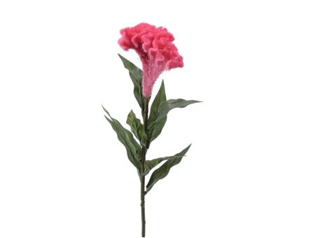 Celosia   B9 H5 L67cm