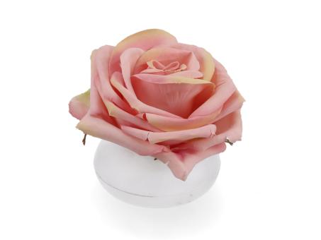 Schwimmer Rose x1   D12cm