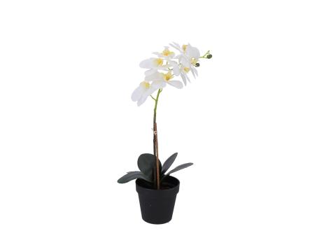 Pflanze Phalenopsis x1 Deko i Ütopf   H45cm