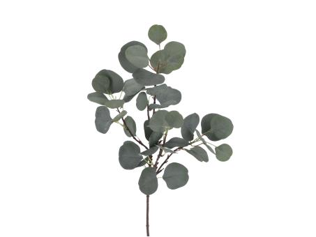 Eucalyptus  L78cm