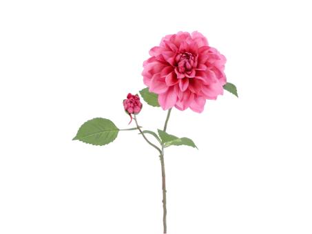 Dahlie x2 Blüte/Knospe D10 L61cm