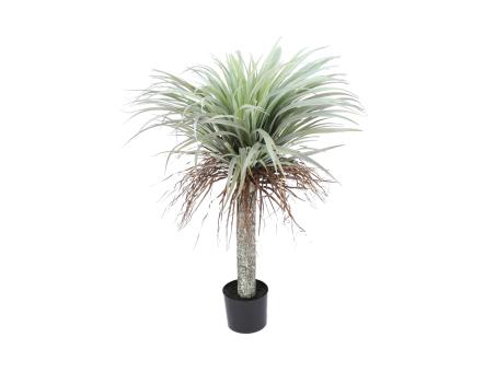 Yucca Pflanze im Topf 