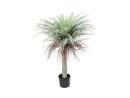 Yucca Pflanze im Topf  