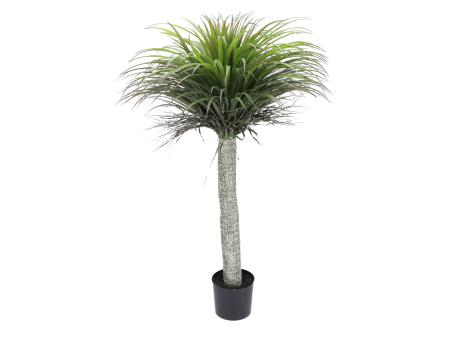 Yucca Pflanze im Topf  H135cm