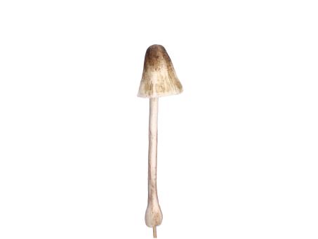 Pilz softfoam am Holzstick 