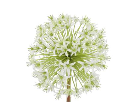 Zweig Allium   D18 L102cm