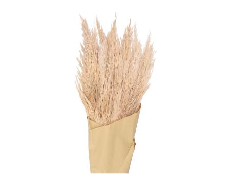 Pampas Gras medium Blüte L15-30cm L65-75 D3-8 cm