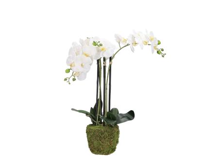 Orchidee Pflanze Phalenopsis in Moosballen H70cm