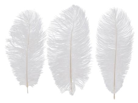 Straussenfeder gebleicht (zertifiziert sterilisiert behandelt) L25-30cm