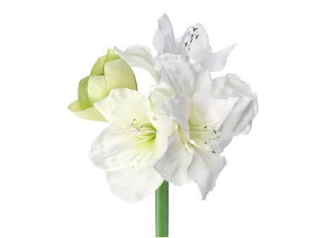 Amaryllis L60cm