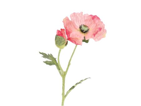 Mohn x2  L57cm