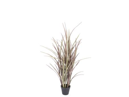 Pflanze Miscanthus im Topf 