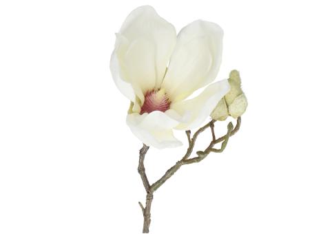 Magnolie 1 Bl 2Kn L32cm