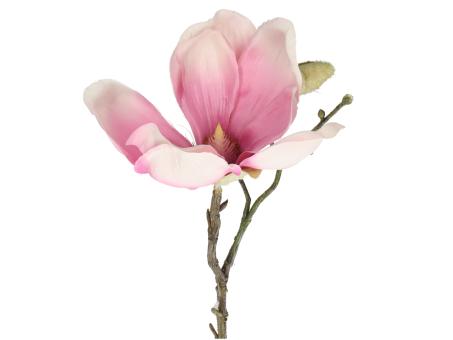 Magnolie 1 Bl 2Kn L32cm