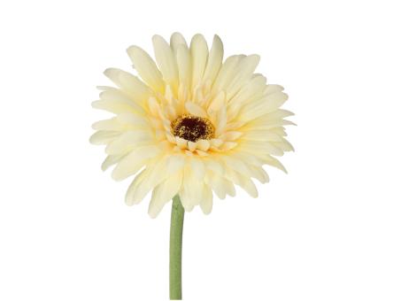 Gerbera L60cm