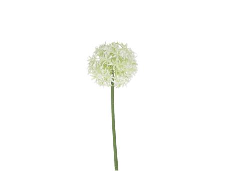 Allium KST 