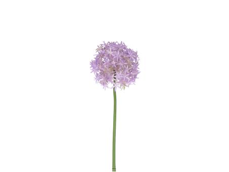 Allium KST 