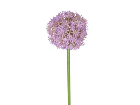 Allium KST D14 L76cm