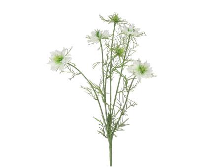 Nigella L66cm