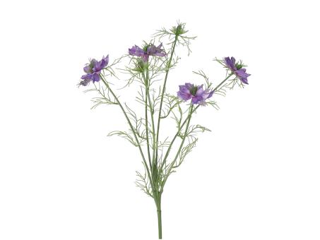 Nigella L66cm