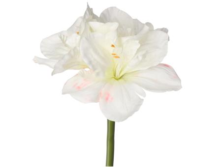 Amaryllis D15-25 L64cm