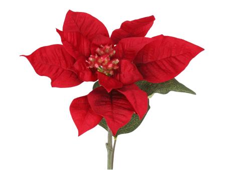 Poinsettia Weihnachtsstern x1 L66cm