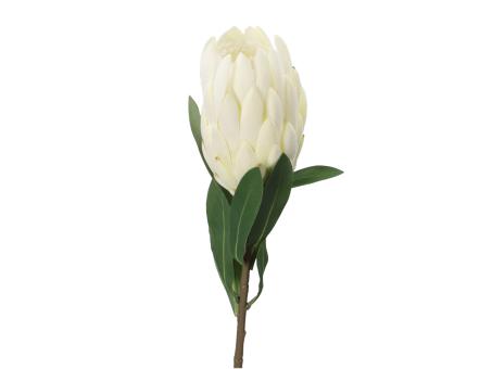 Protea Cynaroides D9 L66cm