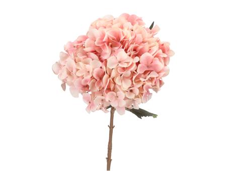 Hortensie L65cm