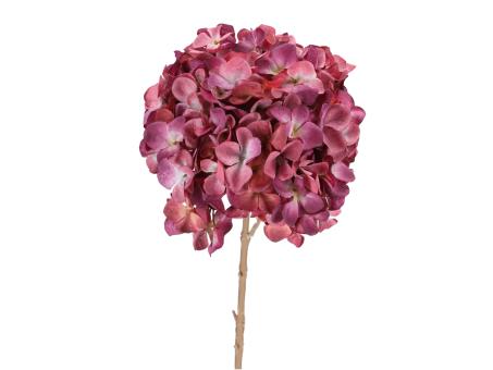 Hortensie L65cm