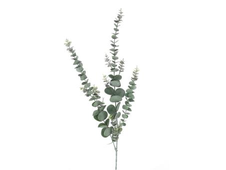 Eucalyptus Populus x3 soft L100cm