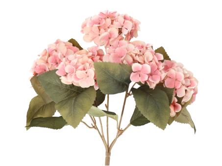 Hortensie Bush x5 L40cm