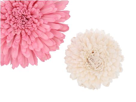 Dekostar Solablüte am Draht D15 Draht L20cm