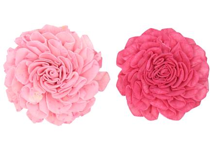 Dahlie Solablüte am Draht 2 Fb sort D8 Draht L20cm