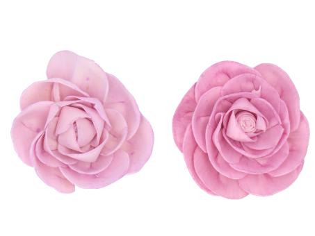 Camelia Solablüte am Draht 2 Fb sort D8 Draht L20cm