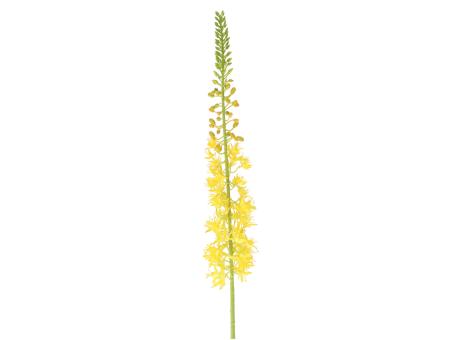 Eremurus L104cm